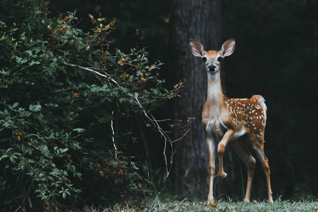 is a deer your spirit animal?