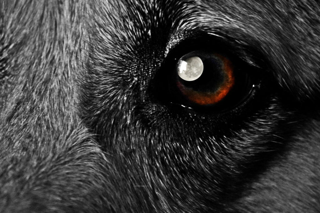 the wolf moon